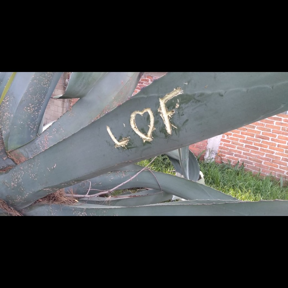 Meet your Posher, Felipe